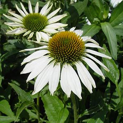 Echinacea p. 'Happy Star'