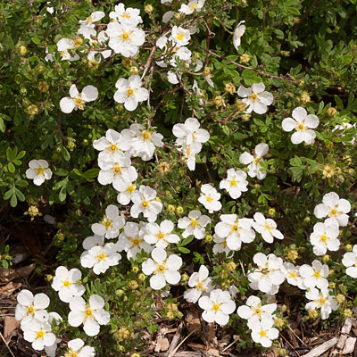 Potentilla f. 'Happy Face White'