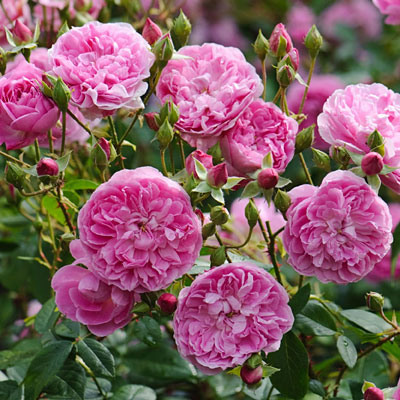 Rosa 'Harlow Carr'