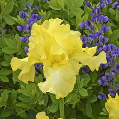 Iris g. 'Harvest of Memories'