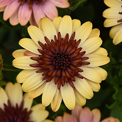 Osteospermum '4D Harvest Moon'