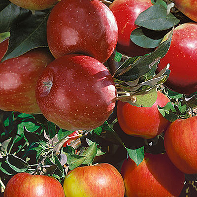Malus d. 'Hat Trick' (Honeycrisp, Sweet 16, Zestar!)