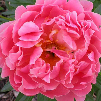 Paeonia l. 'Pink Hawaiian Coral'