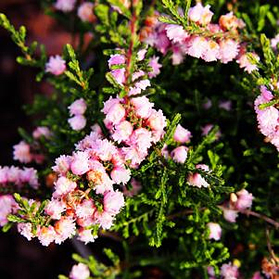 Calluna v. 'H. E. Beale'