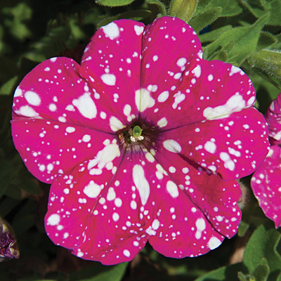 Petunia 'Headliner Pink Sky'