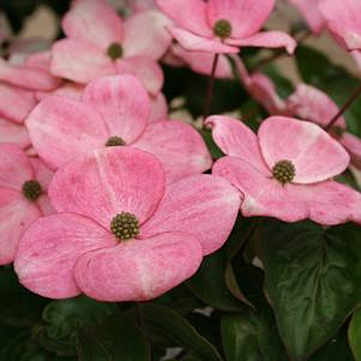 Cornus k. 'Heart Throb'
