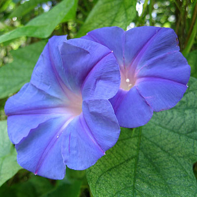 Morning Glory 'Heavenly Blue'