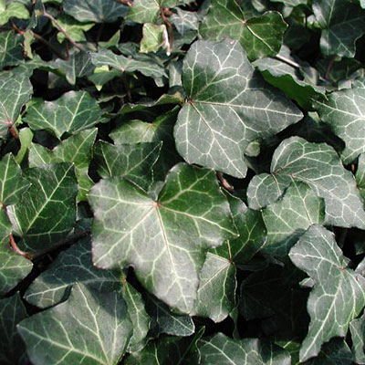 Hedera helix 'Baltic'