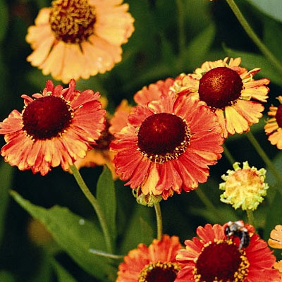 Helenium a. 'Mardi Gras'