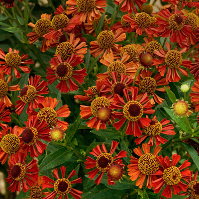 Helenium x 'Ruby Tuesday'
