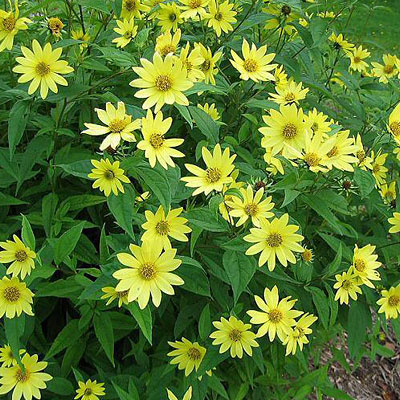 Helianthus x 'Lemon Queen'