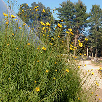 Helianthus salicifolius