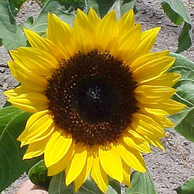 Helianthus 'Sunbright'