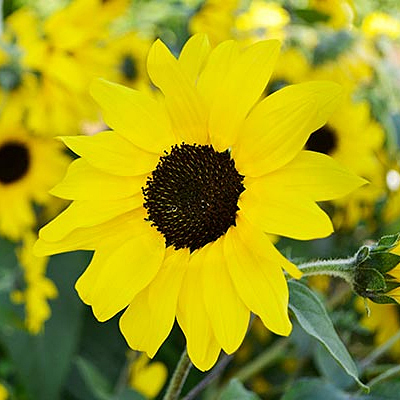 Helianthus 'Sunfinity'