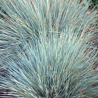 Helictotrichon s. 'Sapphire'