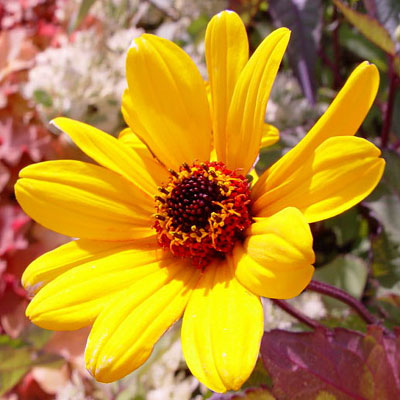 Heliopsis h. 'Summer Nights'