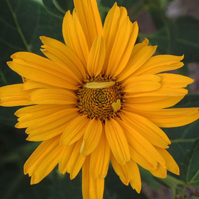 Heliopsis h. 'Summer Sun'