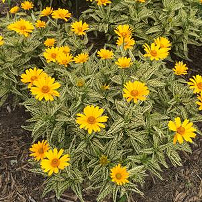 Heliopsis h. 'Sunstruck'