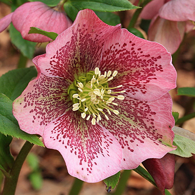 Helleborus