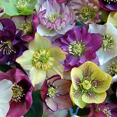 Helleborus o. 'Brandywine'