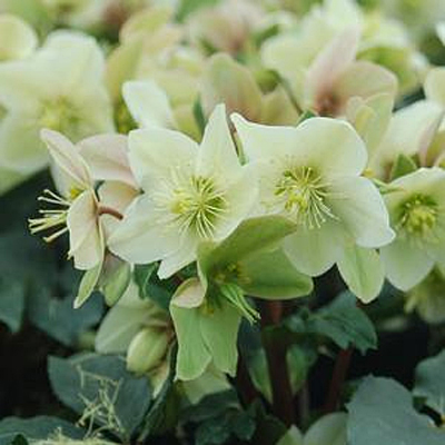 Helleborus x 'Champion'