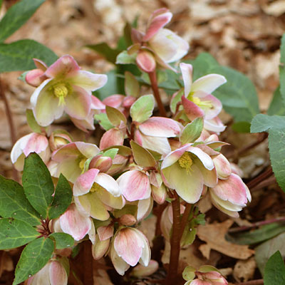 Helleborus x 'Ivory Prince'