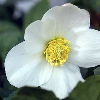 Helleborus n. 'HGC Jacob'