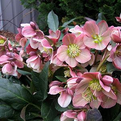 Helleborus n. 'HGC Merlin'