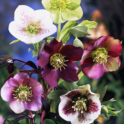 Helleborus o. 'Royal Heritage Mix'