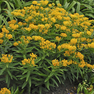 Asclepias tuberosa 'Hello Yellow'