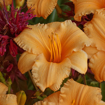 Hemerocallis 'Apricot Sparkles'