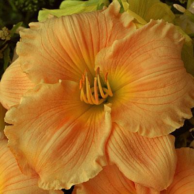 Hemerocallis 'Barbara Mitchell'