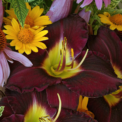 Hemerocallis 'Bela Lugosi'