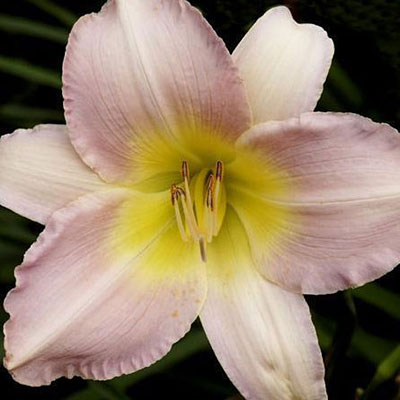 Hemerocallis 'Catherine Woodbury'