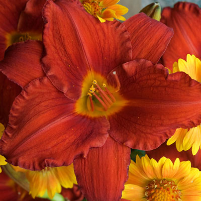 Hemerocallis 'Chicago Apache'