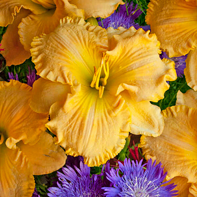 Hemerocallis 'Collier'