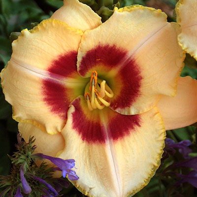 Hemerocallis 'Custard Candy'