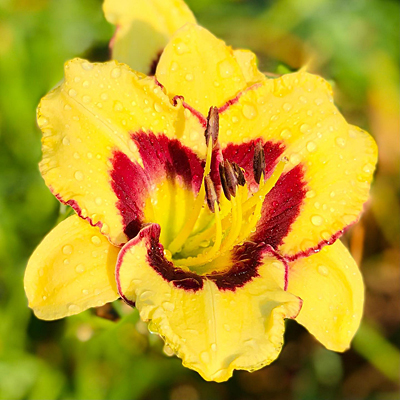 Hemerocallis 'El Desperado'