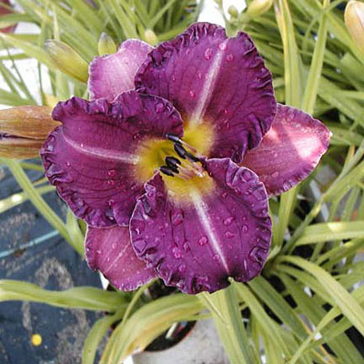Hemerocallis 'Entrapment'