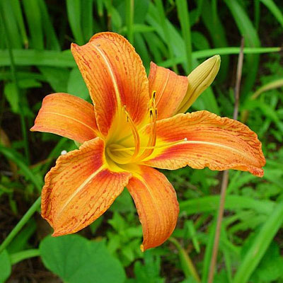 Hemerocallis fulva