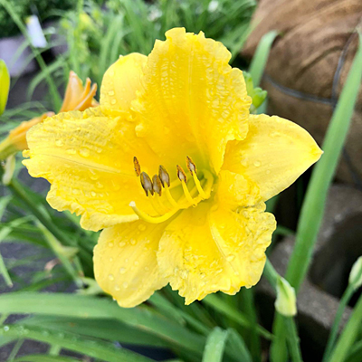 Hemerocallis 'Happy Returns'