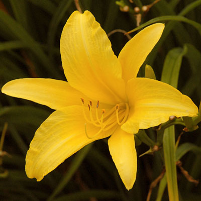 Hemerocallis 'Hyperion'