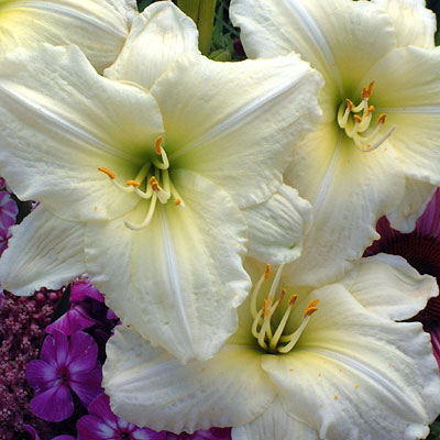 Hemerocallis 'Joan Senior'