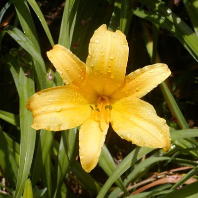 Hemerocallis lilioasphodelus