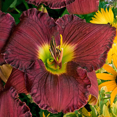 Hemerocallis 'Nosferatu'