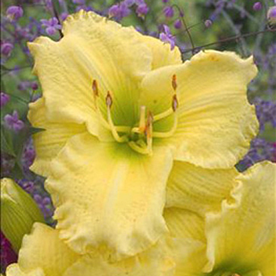 Hemerocallis 'Omomuki'