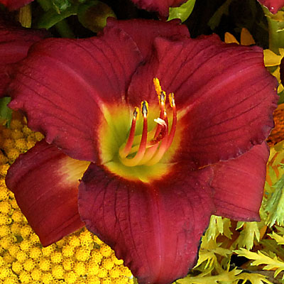 Hemerocallis 'Pardon Me'