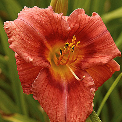 Hemerocallis 'Rosy Returns'