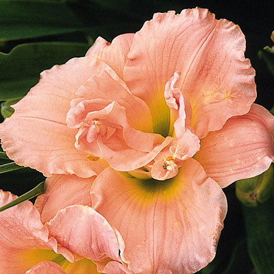 Hemerocallis 'Siloam Double Classic'