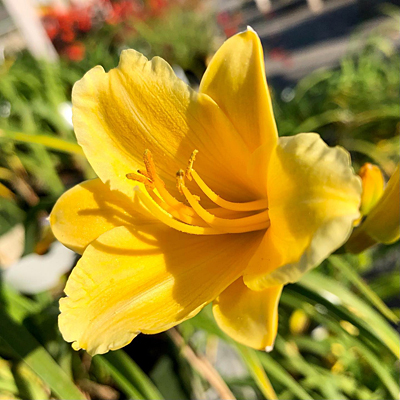 Hemerocallis 'Stella D'Oro'